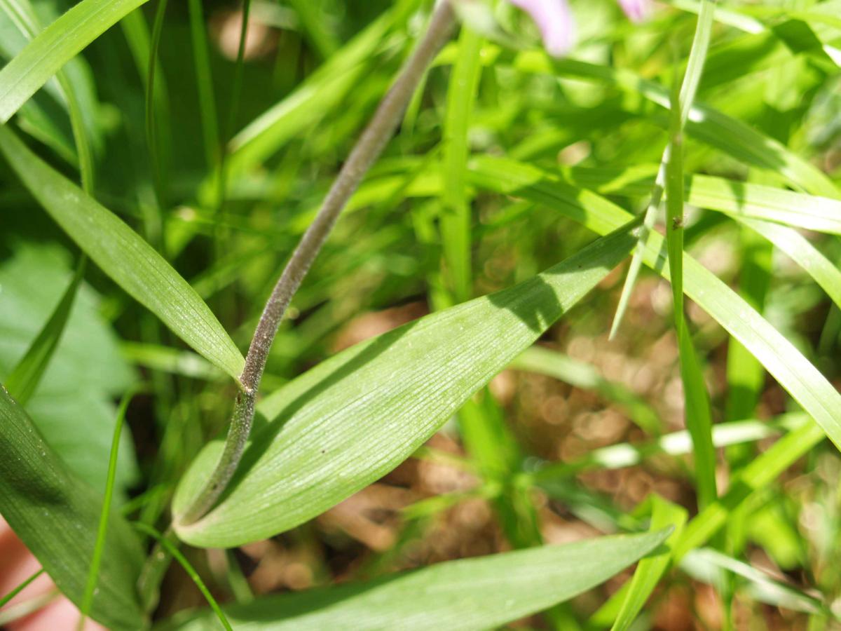 Helleborine, Red leaf